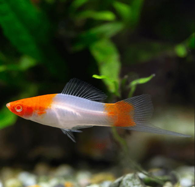 Koi Santa Claus Swordtail
