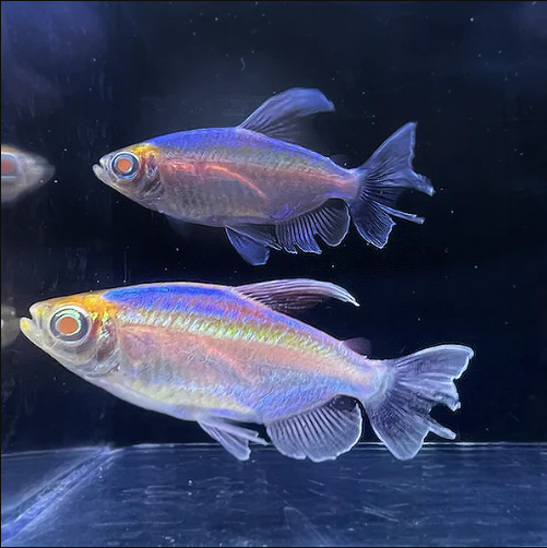 Albino Congo Tetra