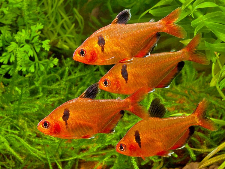 Coral Red Serpae Tetra