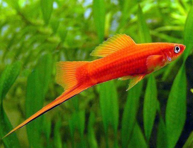 Red Swordtail