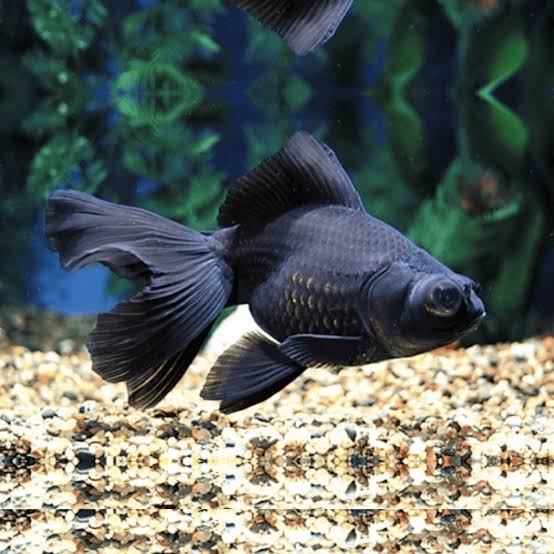 Black Moor Goldfish