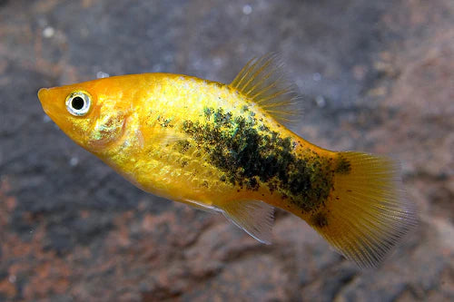 24-Karat Tuxedo Platy