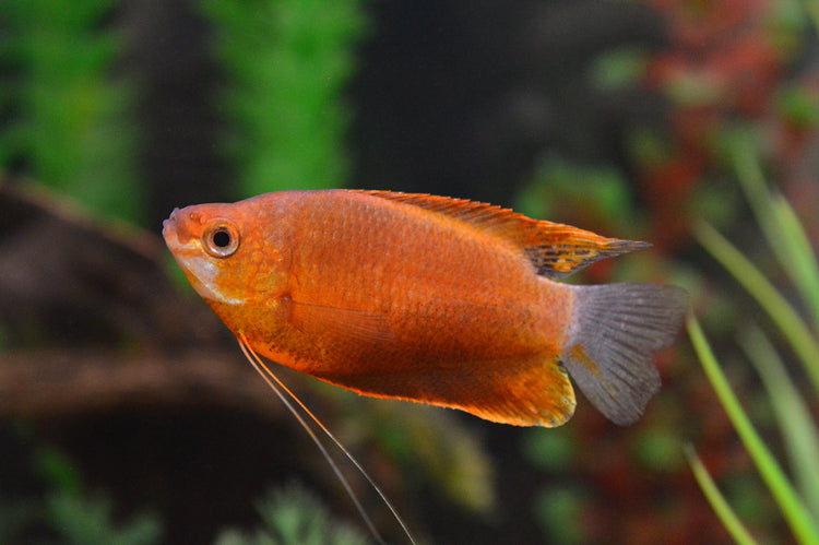 Sunset Thicklip Gourami