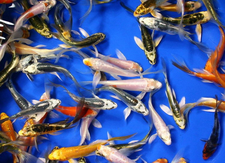Assorted Koi 3-4"