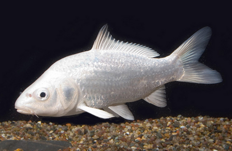 Platinum Ogon Koi 3-4"