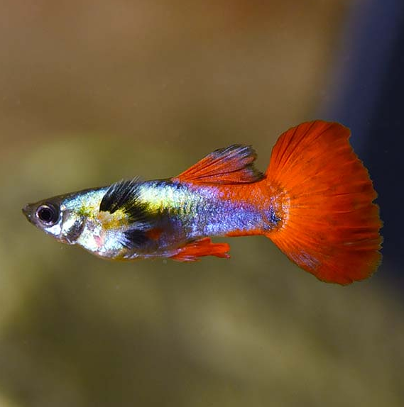 Silver Tux Dumbo Male Guppy