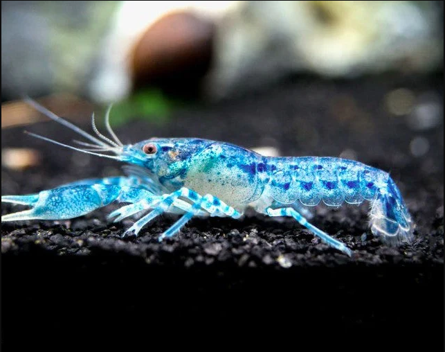 Blue Mini Mexican Lobster