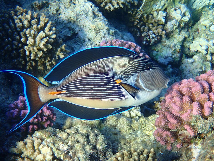 Sohal Tang Red Sea - Medium product photo 1