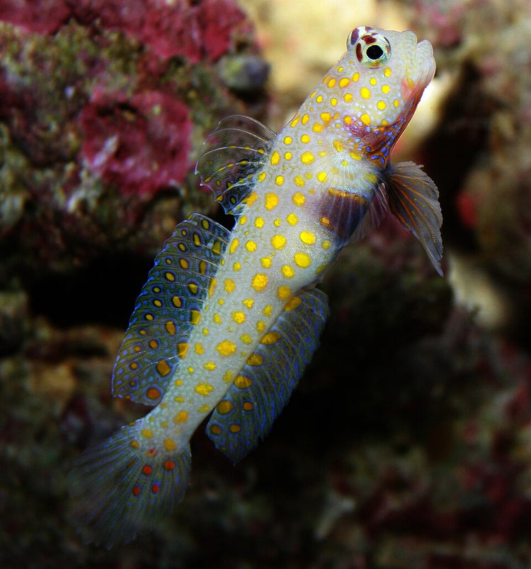 Orange Spot Prawn Goby - Medium product photo 1