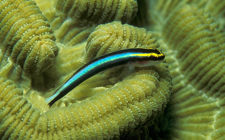 Tiger Goby Tank Raised - Small product photo 1