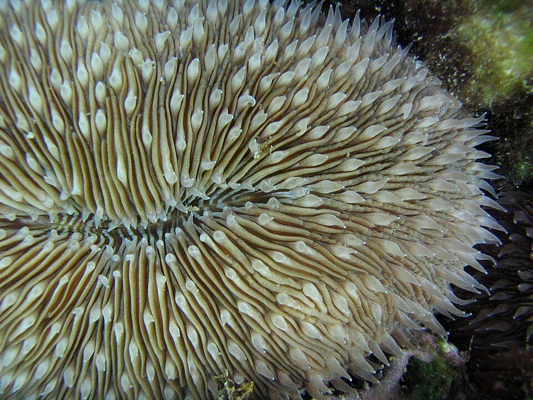 Assorted Zoanthid Polyps Aquacultured - Frag product photo 3