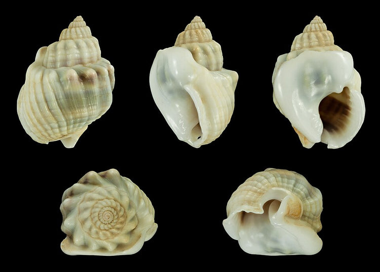 Brown Tube Anemone - Medium product photo 2
