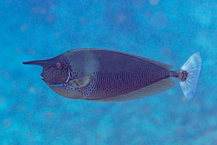 Unicorn Tang Juvenile - Medium/Large product photo 1