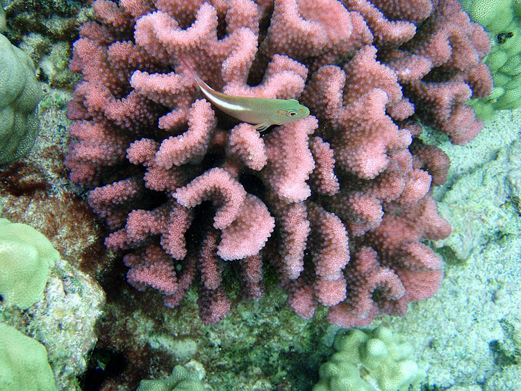Rainbow Pocillopora Coral - Frag product photo 1