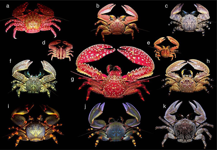 Porcelain Crab - Medium product photo 1