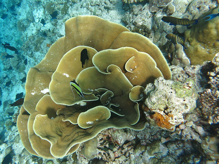 Purple Hearts Zoanthid Polyp - Frag product photo 2