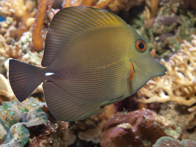 Clown Lineatus Tang - Medium/Large product photo 3