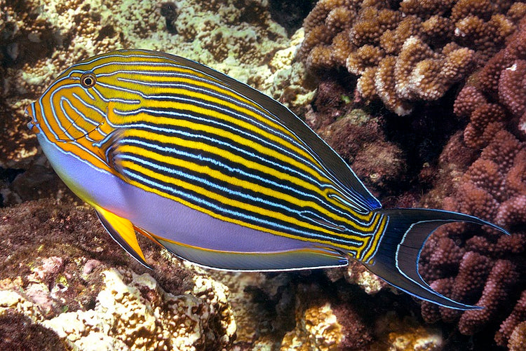 Clown Lineatus Tang - Medium product photo 1