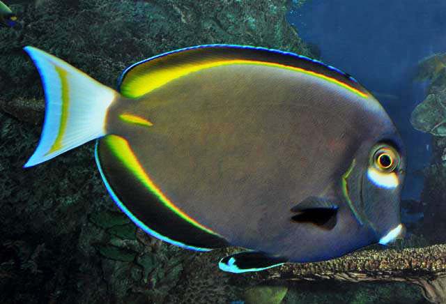 Clown Lineatus Tang - Medium product photo 3