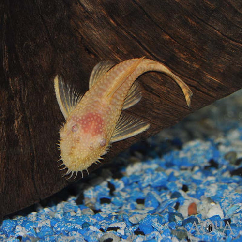 Albino Bristlenose Pleco Florida