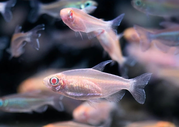 Albino Congo Tetra