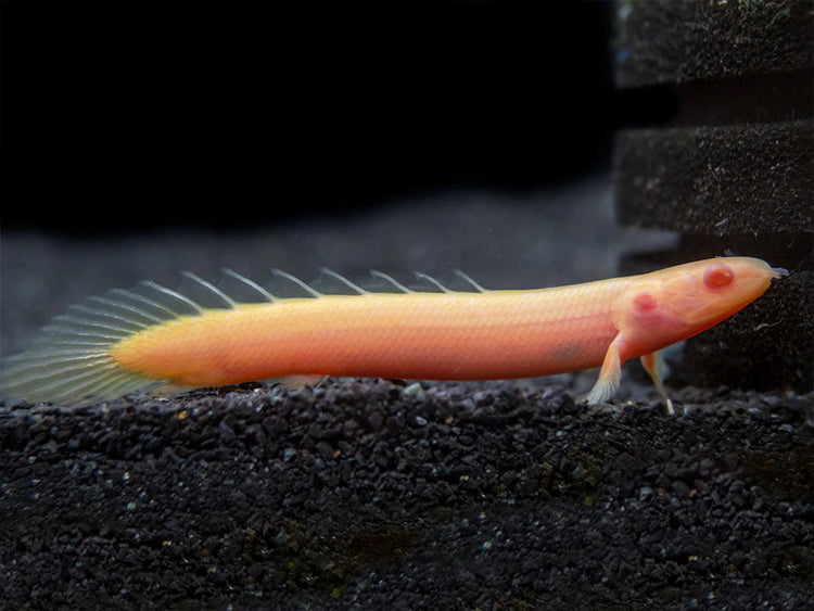 Albino Dinosaur Senegalus Polypterus