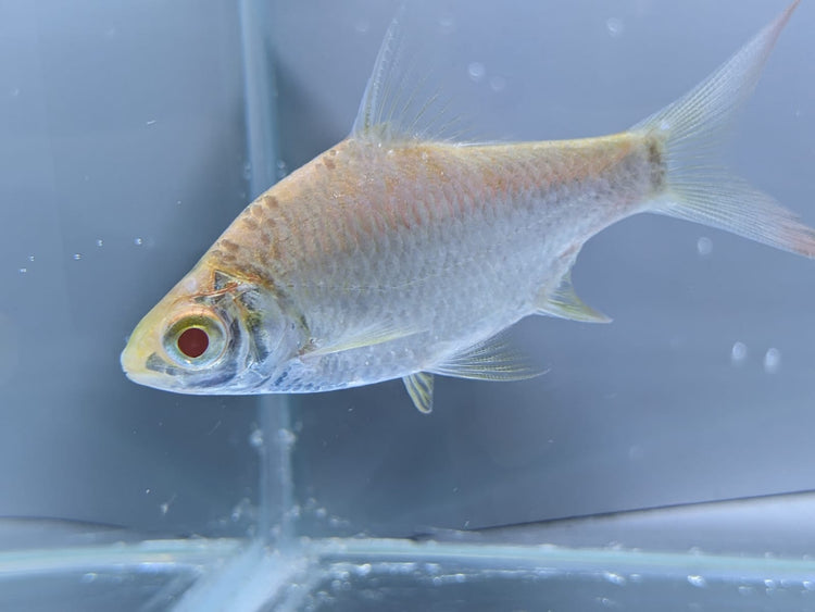 Albino Platinum Tinfoil Barb