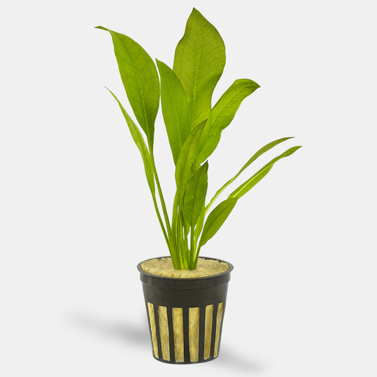Amazon Sword Potted