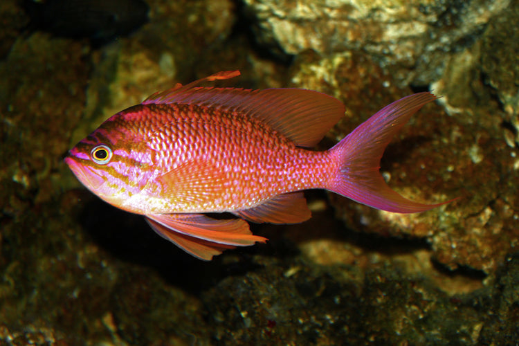 Lyretail Anthias Male Sri Lanka - Medium product photo 2