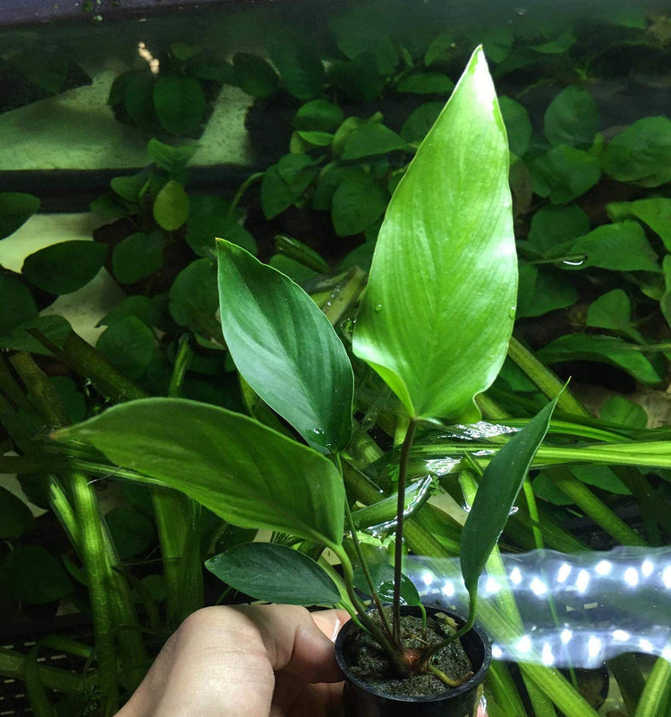 Anubias Hastifolia Potted