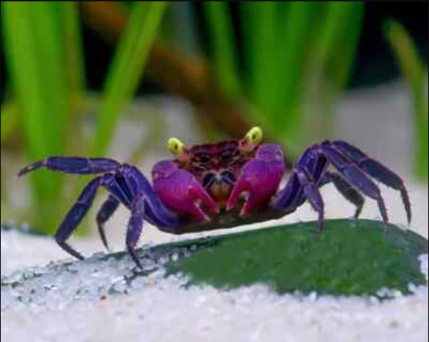 Black & Purple Vampire Crab