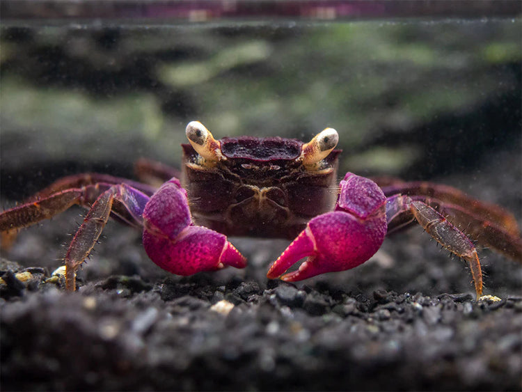 Black & Purple Vampire Crab