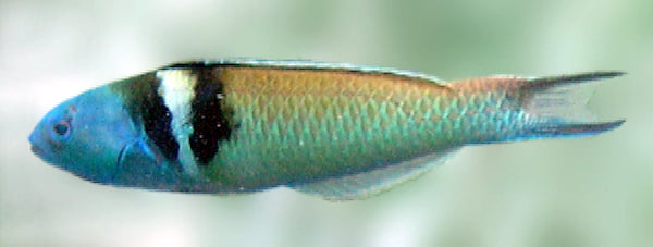 Jansen Wrasse - Medium product photo 3