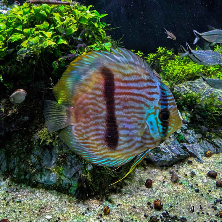 Blue Discus Wild