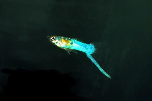 Blue Japanese Swordtail Guppy Male