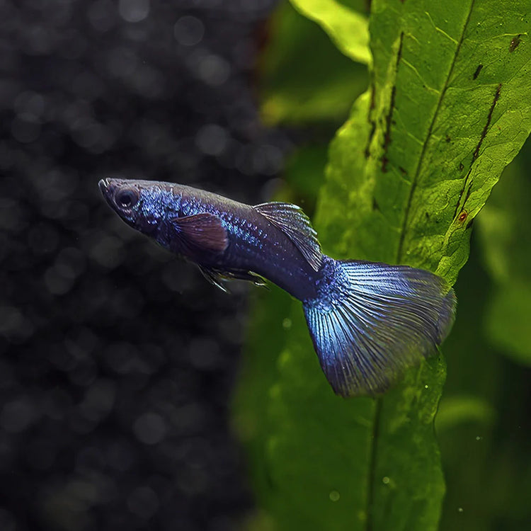 Blue Moscow Delta Guppy Male