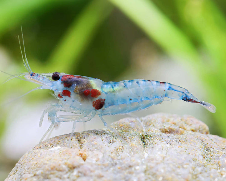 Blue Rili Shrimp
