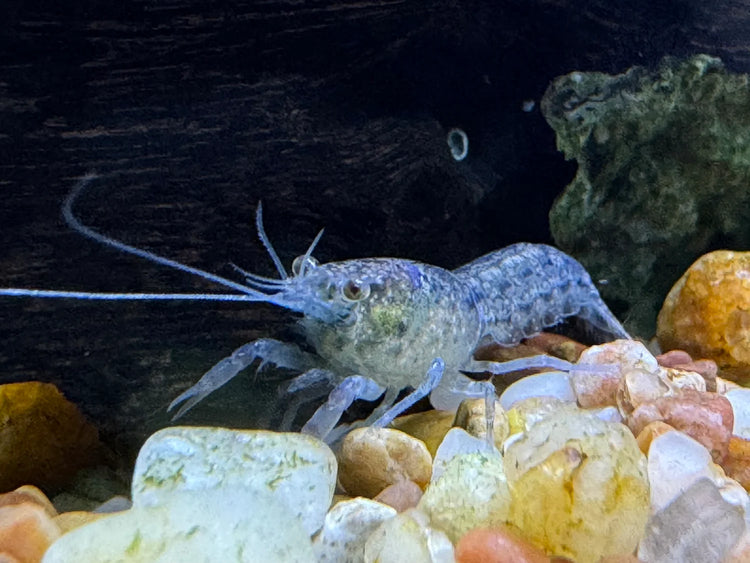 Blue Mini Mexican Lobster