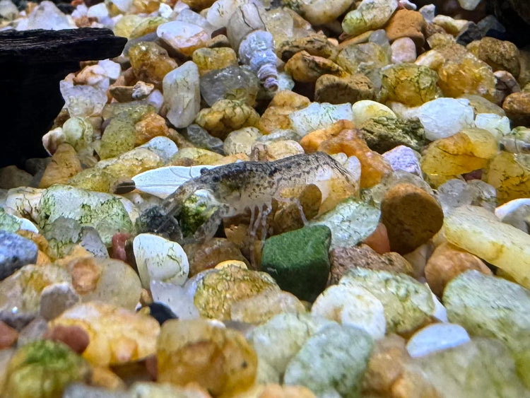 Blue Mini Mexican Lobster