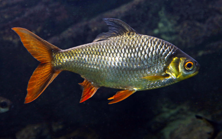 Blushing Tinfoil Barb