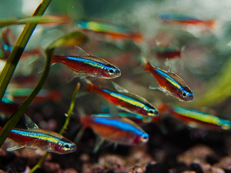 Cardinal Tetra Lrg