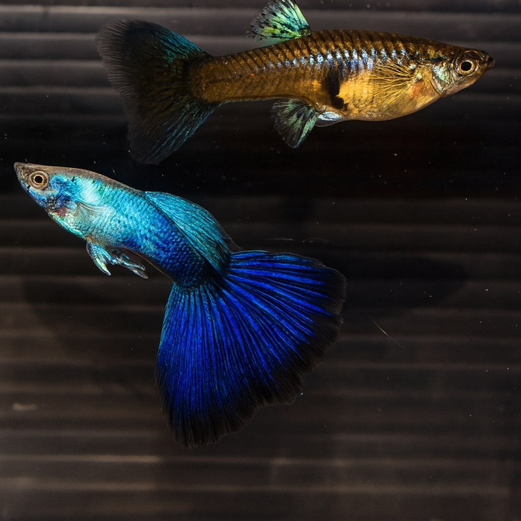 Blue Lazuli Guppy Male