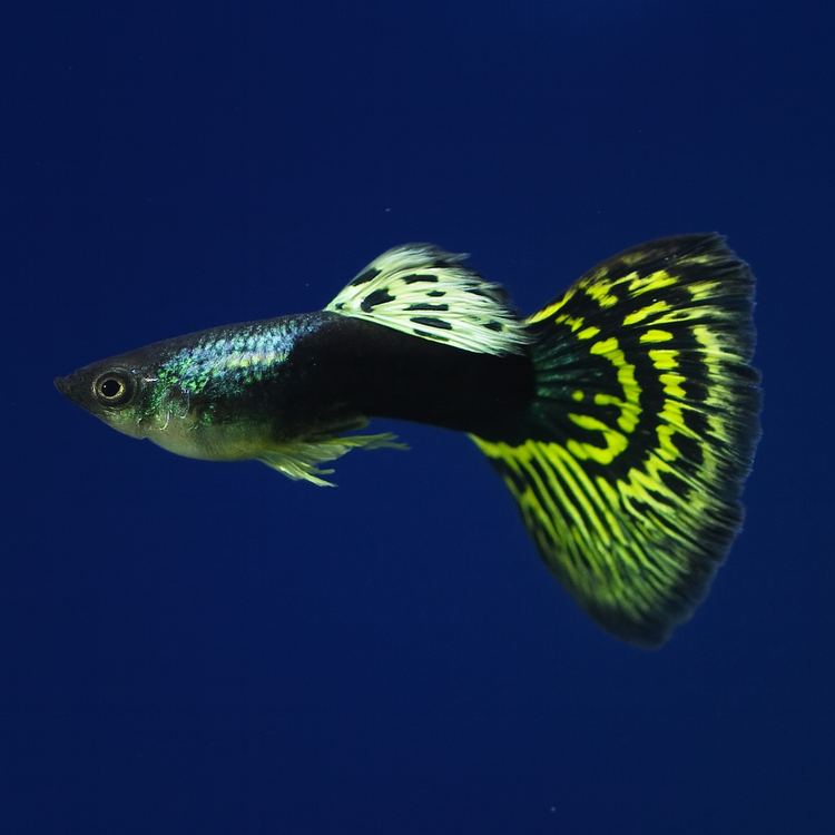 Yellow & Black Leopard Guppy Male