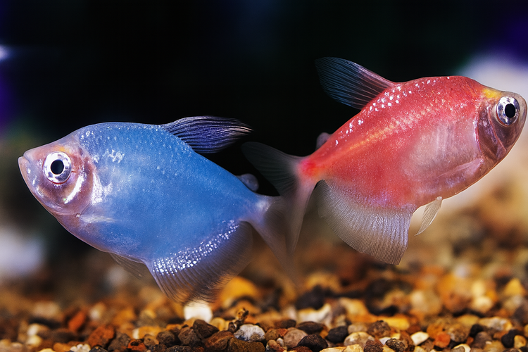 Assorted Fruit Tetra