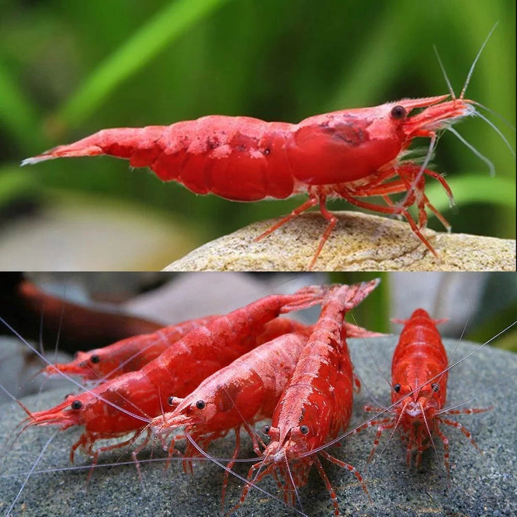 Cherry Red Shrimp