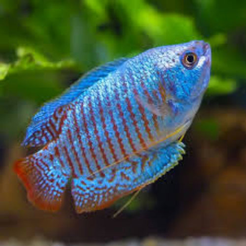 Cobalt Blue Dwarf Gourami Male