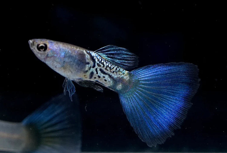 Blue Metallic Guppy Male