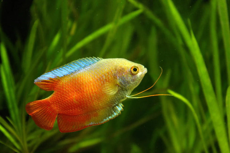 Dwarf Gourami Male