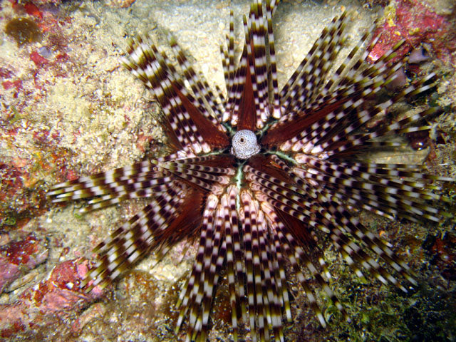 Blue Eye Long Spine Urchin - Medium product photo 1