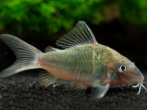 Emerald Green Corydoras